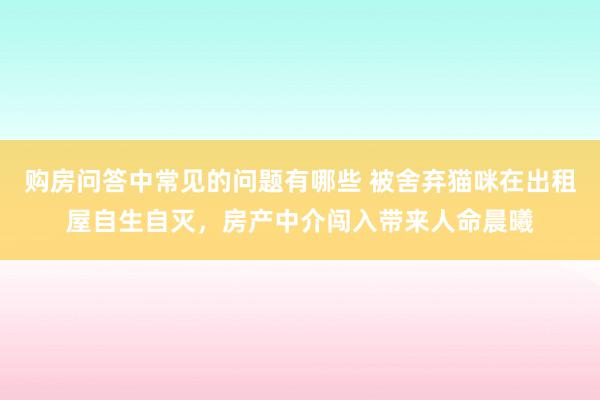 购房问答中常见的问题有哪些 被舍弃猫咪在出租屋自生自灭，房产中介闯入带来人命晨曦